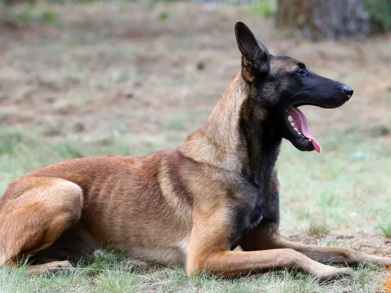 Wiadomo, co z psami, które zagryzły 46-latka. "Sprawcą jest właściciel"