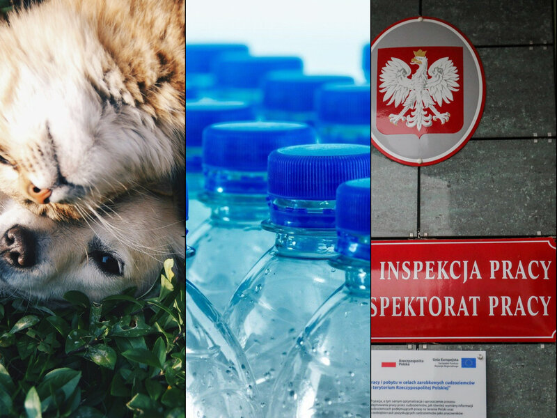 Wielkie golenie Polaków