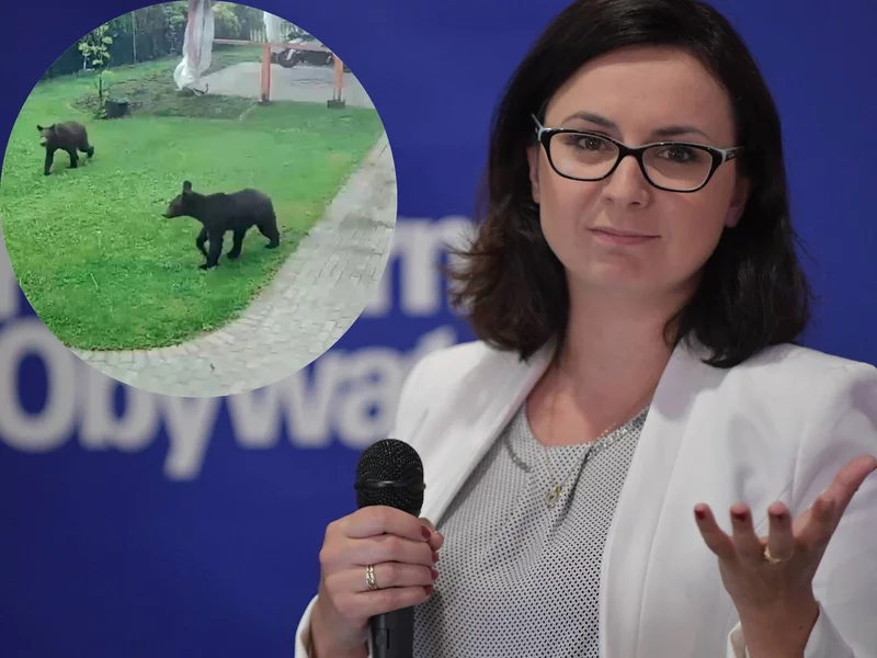 Niedźwiedzie wtargnęły się na posesję. Europoseł KO ma proste 
