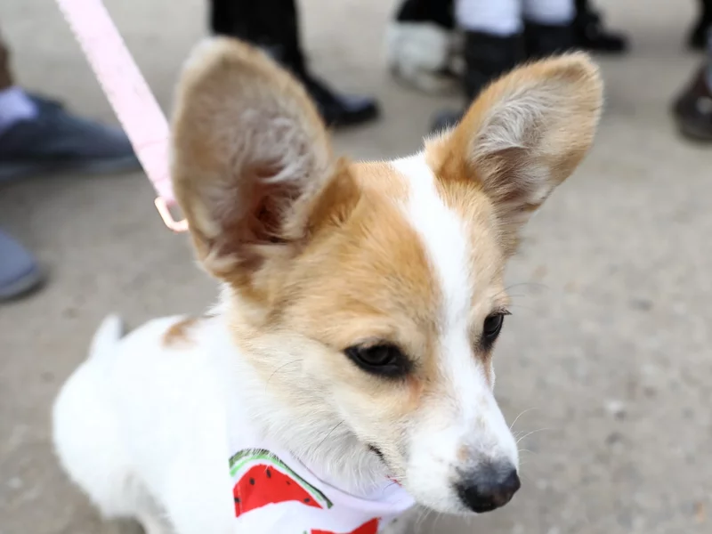 Protest ws. schroniska. Poseł otrzymuje wulgarne wiadomości