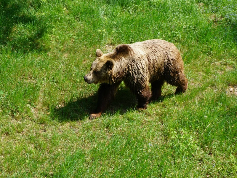 Śmiertelny atak niedźwiedzia na Podkarpaciu. Nie żyje kobieta